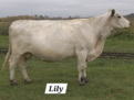 RLC Farms MN LLC British White Cattle