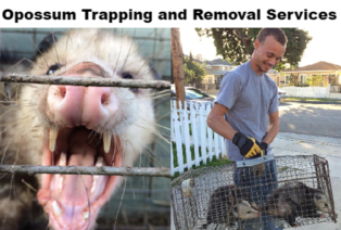 Possum Trapping & Removal Services 