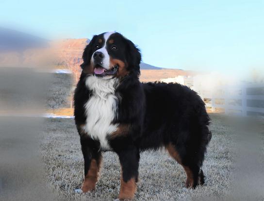 Bernese Mountain Dog