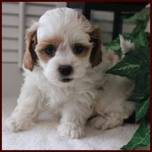 #rollingmeadowspuppies #shichonpoo #teddybearpoo #daisydog #puppies #puppiesforsale #dogs #doglover