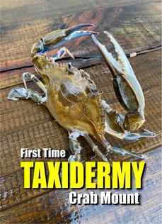 How to easily taxidermy a blue claw crab