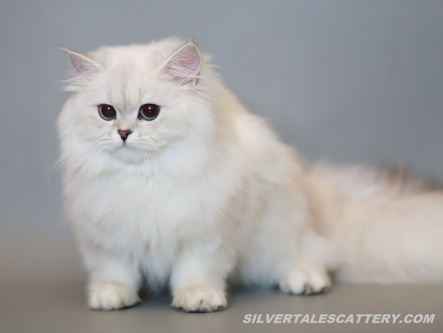 British Shorthair Longhair Cats Kittens