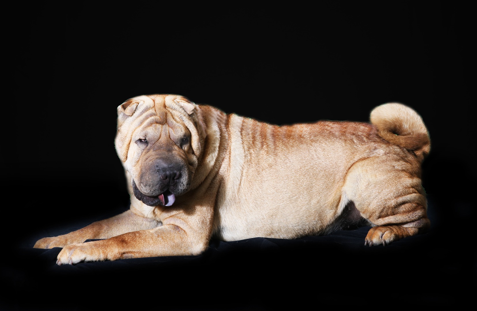 Shar pei cheap puppy rescue