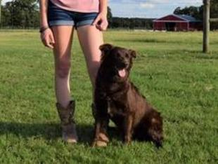 Best herding dog