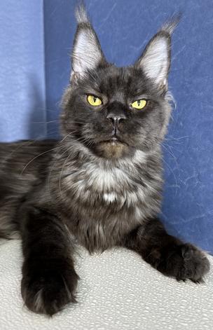 Maine Coon Kittens