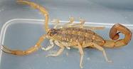 Striped Bark Scorpion