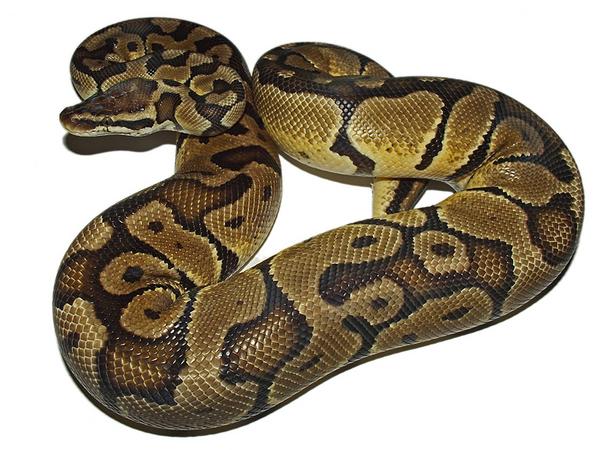 Pythons