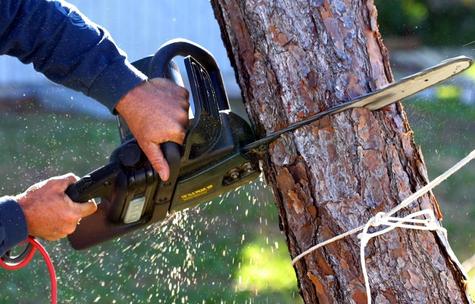 TREE REMOVAL SERVICES