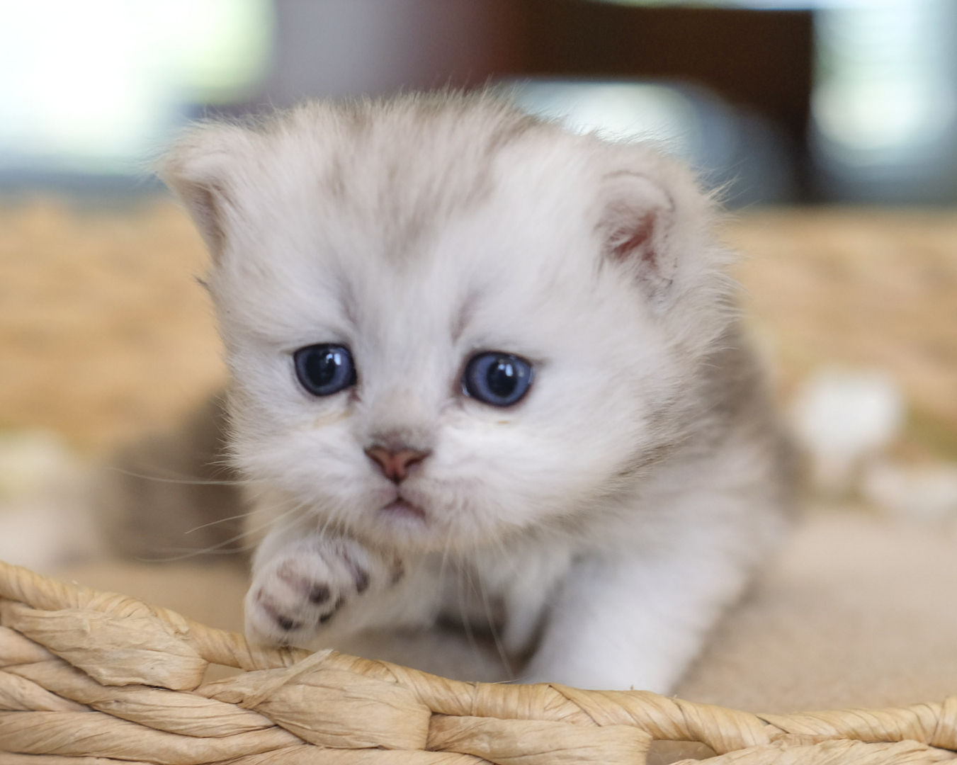 British Shorthair Longhair Cats Kittens