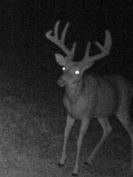 Monster Kentucky Buck