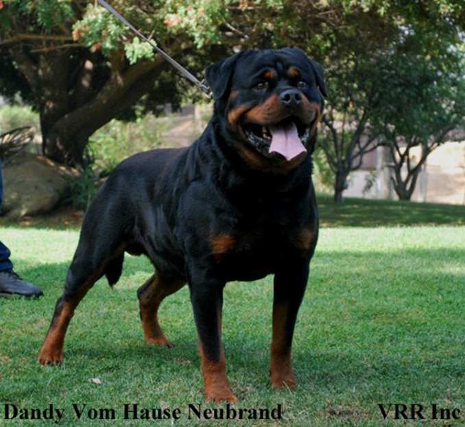 Import rottweiler sale for sale