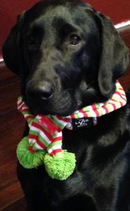 chocolate lab puppies for adoption