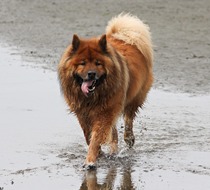 Edelweiss Eurasiers, Eurasier, Eurasier Breeed, Eurasier Puppy, Eurasier Puppies, Eurasier pup, Pacific Coast Kennel, Eurasier dog, Pet, dog, puppy, pup, Eurasier Breeder, Eurasier pups available, Eurasier dog