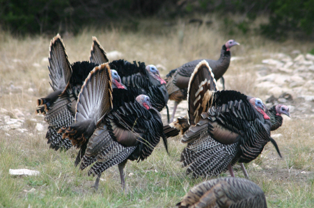 Lucky Hit Ranch's Anatolian Page - SAKARYA'S Sanli