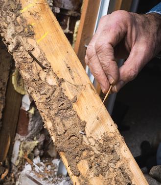 Termite Damage