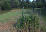 Food Plots