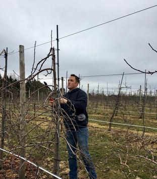 Hank Jr Pruning the Apple Orchard