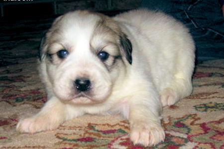Great Pyrenees puppies ~ Wells' Providence AKC Registered Livestock Guardian Dogs and puppies