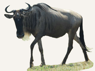 Hunting Blue Wildebeest Namibia