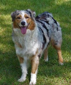 Nature Coast Aussies - Abby