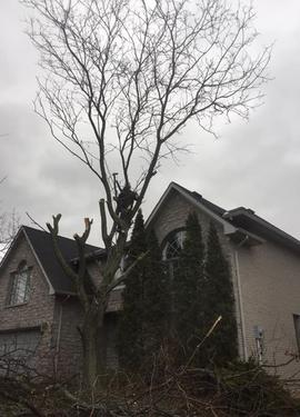 tree climber cutting a locust, ancaster tree services, hamilton tree removal