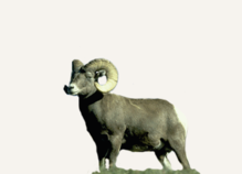 Hunting Bighorn Sheep Utah