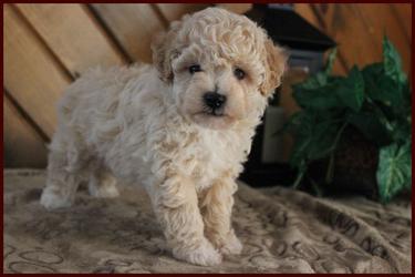 bichpoo female puppy