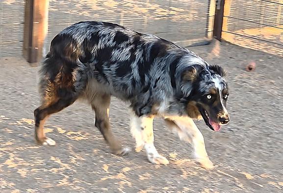 Most beautiful dog breeds