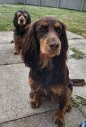 Two gorgeous Spaniels Dog walker near me