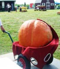 Photo of a Giant Pumpkin in a Wheelbarrow