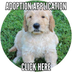 Online Adoption Application