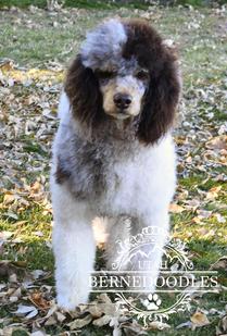 Merle best sale moyen poodle