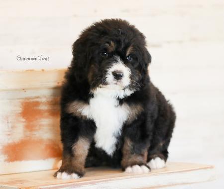 bernedoodle puppies