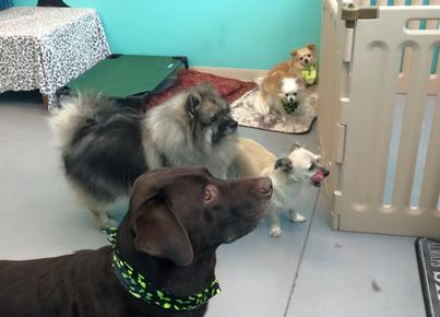 Dog Grooming in East Sacramento