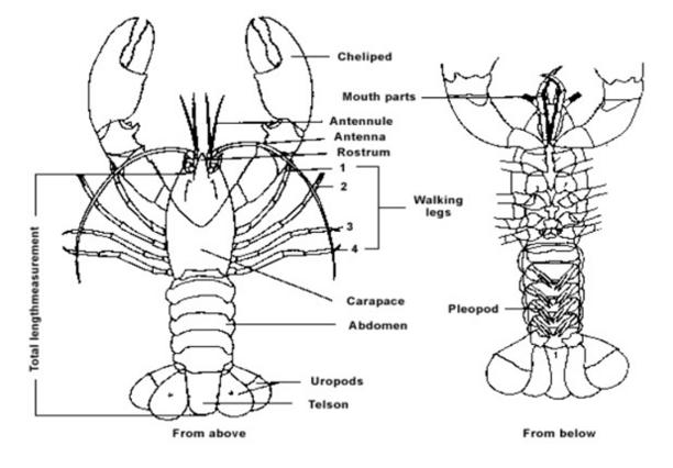 Crayfish trap Vulkan.  Download Scientific Diagram