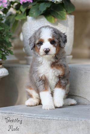 Trainedpuppy