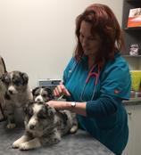Veterinarian with puppies