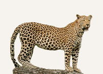 Central African Republic Leopard