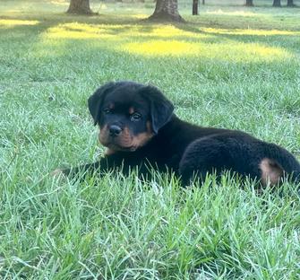 Rottweiler Puppies for Sale - Rottweiler Breeder