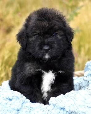 Dark Sable Bernedoodle