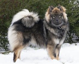 Edelweiss Eurasiers, Eurasier, Eurasier Breeed, Eurasier Puppy, Eurasier Puppies, Eurasier pup, Pacific Coast Kennel, Eurasier dog, Pet, dog, puppy, pup, Eurasier Breeder, Eurasier pups available, Eurasier dog