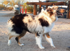 Australian Shepherd breeders