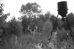 Kentucky Trophy deer