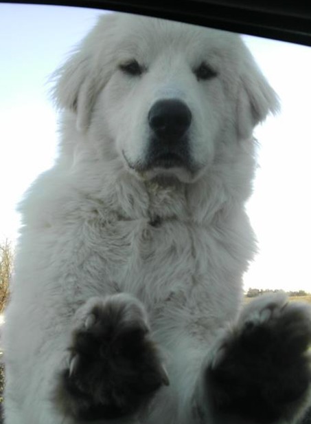 Great Pyrenees puppies ~ Wells' Providence AKC Registered Livestock Guardian Dogs and puppies