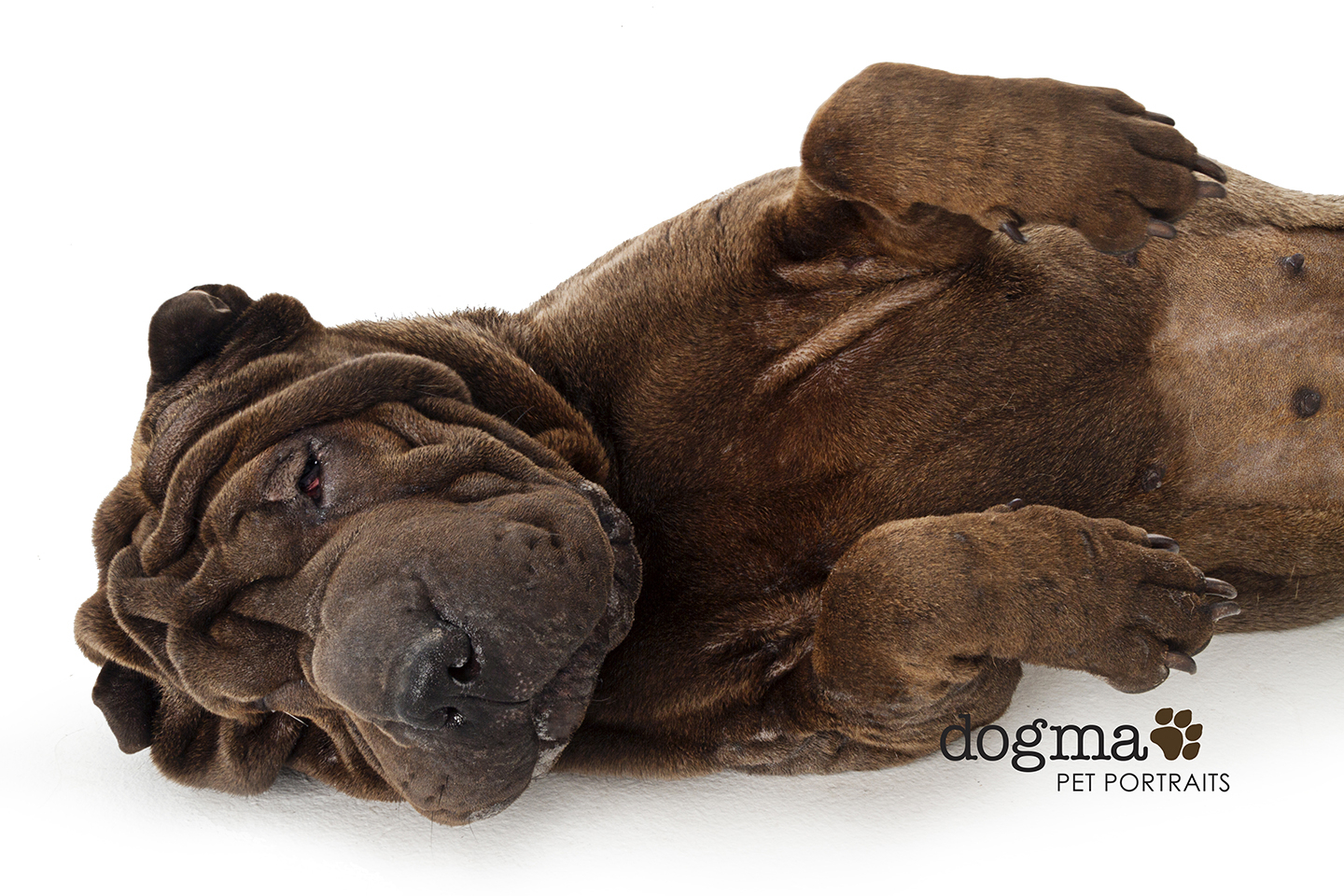 Shar pei needing store homes