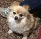 Apricot & White Female Pomeranian