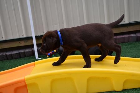 raising a chocolate lab puppy