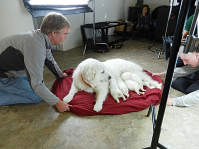 Great Pyrenees puppies ~ Wells' Providence AKC Registered Livestock Guardian Dogs and puppies