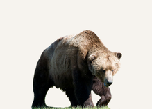 Hunting Grizzly Bear Yukon