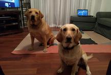 Golden Labradors Dog Walker customers